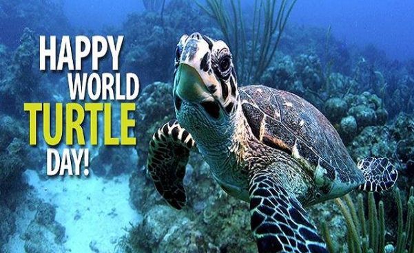 LTPS1's tweet photo. Today is World Turtle Day. Don't forget to #Shellabrate! https://t.co/u1vogciOwG