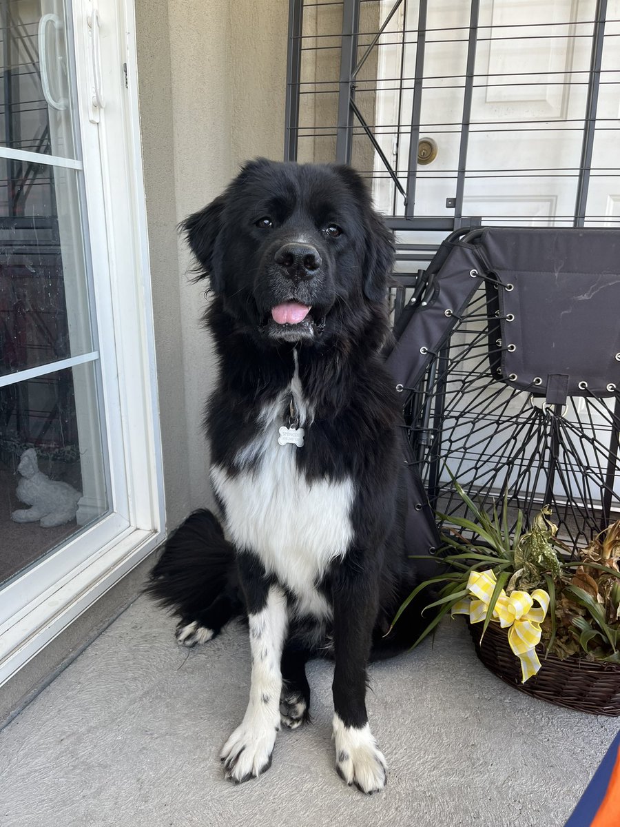 I WANNA SEE YOUR DOGGOSS
Meet Aspen (Newfie/great pyr) and Ollie (border collie/blue heeler/Australian shepherd) https://t.co/fChjjWCF70 https://t.co/genGzDH9JF
