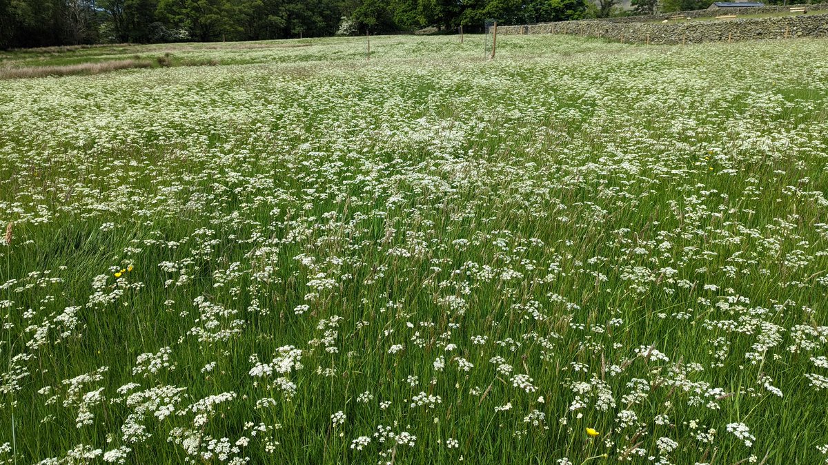 WildLakeland's tweet photo. 13 years of grassland restoration has taught me to expect the unexpected, however I could never have anticipated this amazing sight on a field that began restoration just 10 months ago.

It was a very bland looking, set stocked semi-improved pasture. 

The power of Pignut! 😍 https://t.co/Ag05cTd50e