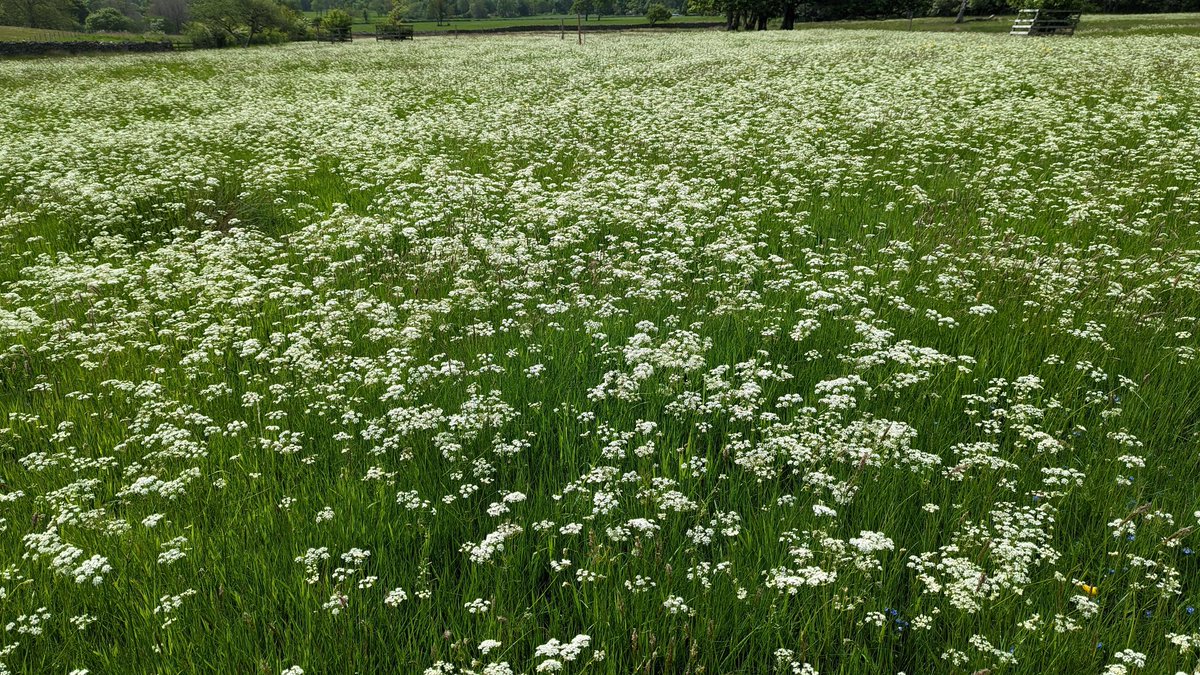 WildLakeland's tweet photo. 13 years of grassland restoration has taught me to expect the unexpected, however I could never have anticipated this amazing sight on a field that began restoration just 10 months ago.

It was a very bland looking, set stocked semi-improved pasture. 

The power of Pignut! 😍 https://t.co/Ag05cTd50e