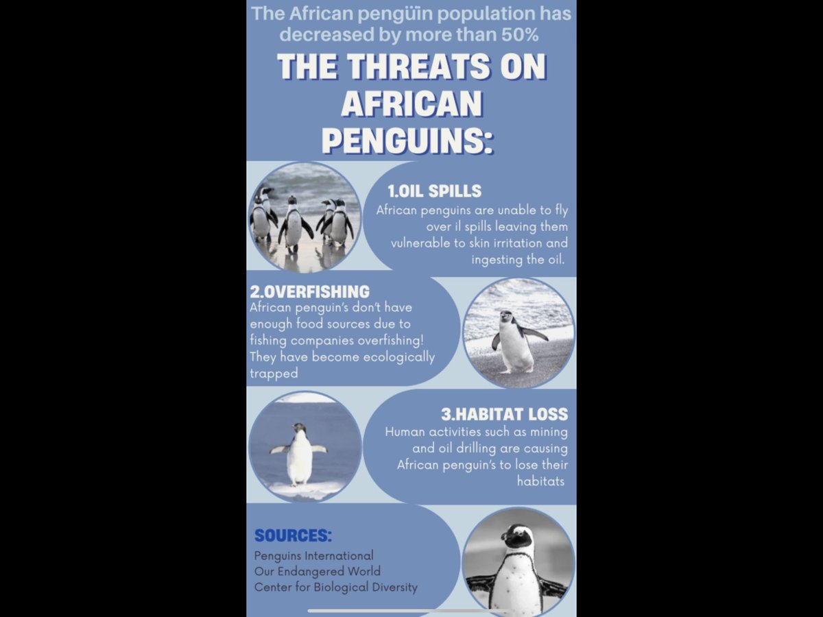 The threats facing African Penguins that have lead their population to decrease more than 50% in an  infographic…  #39canimals #savetheafricanpenguin #saveseabirds #PenguinAwarnessDay
