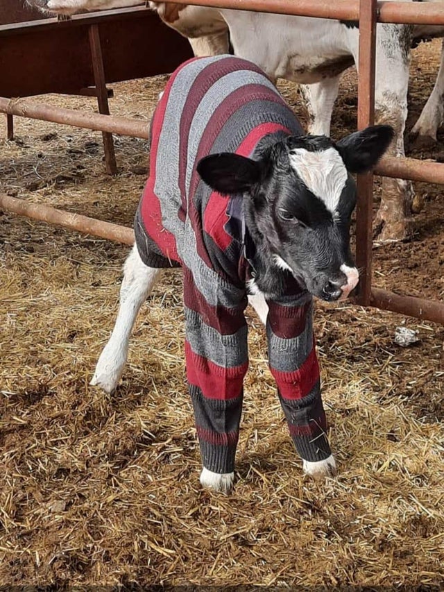 how are we liking the fit today