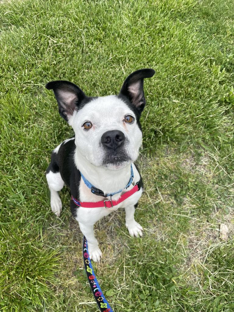HappyHowiesInc's tweet photo. Meet Clara, an 3 yr old mixed breed! Let's help
@MetroDetAnimals find her a furever home! https://t.co/MGz1mGrhdx #adoptdontshop #dontshopadopt #famd #dogs https://t.co/hlOEFQQNws