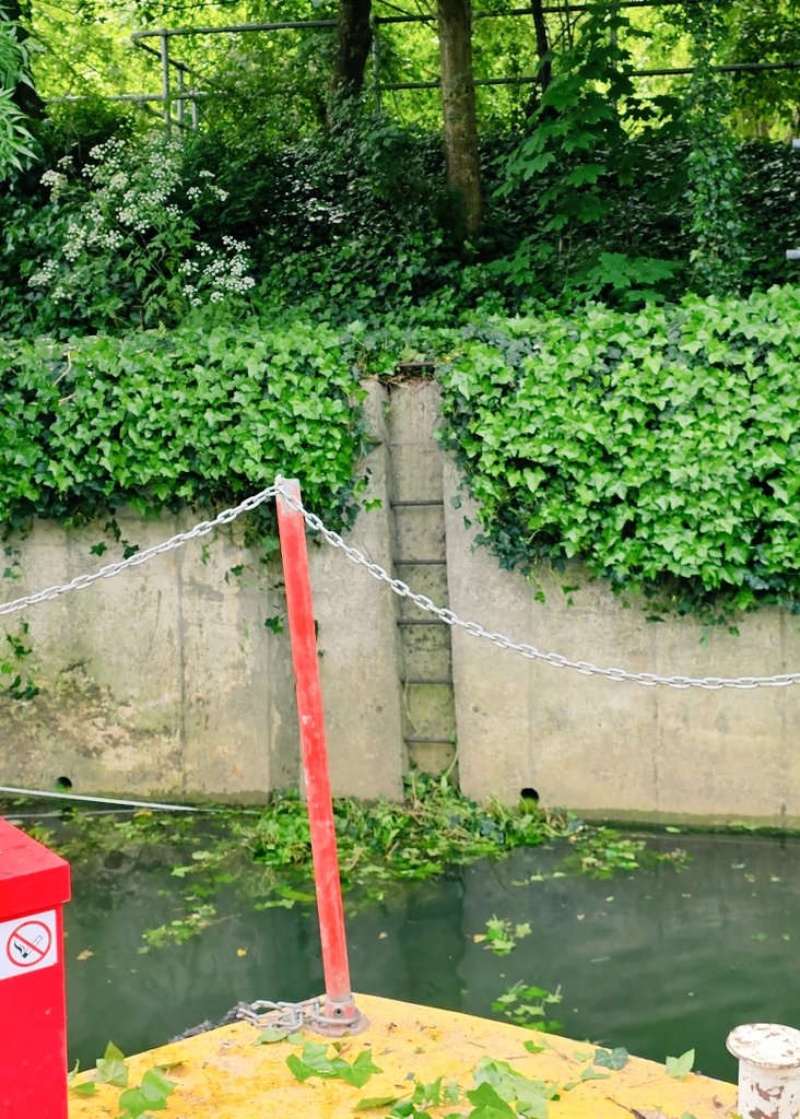 Bath Canal and River Trust volunteers back on the river. Checking and repairing the safety lines. Cutting back the ivy and brambles from the access ladders and lines. Always more to do. <a href="/WaterSpaceBath/">WaterSpace Project</a> <a href="/bathnes/">Bath & North East Somerset Council</a> <a href="/bathlive/">Bath Live</a>