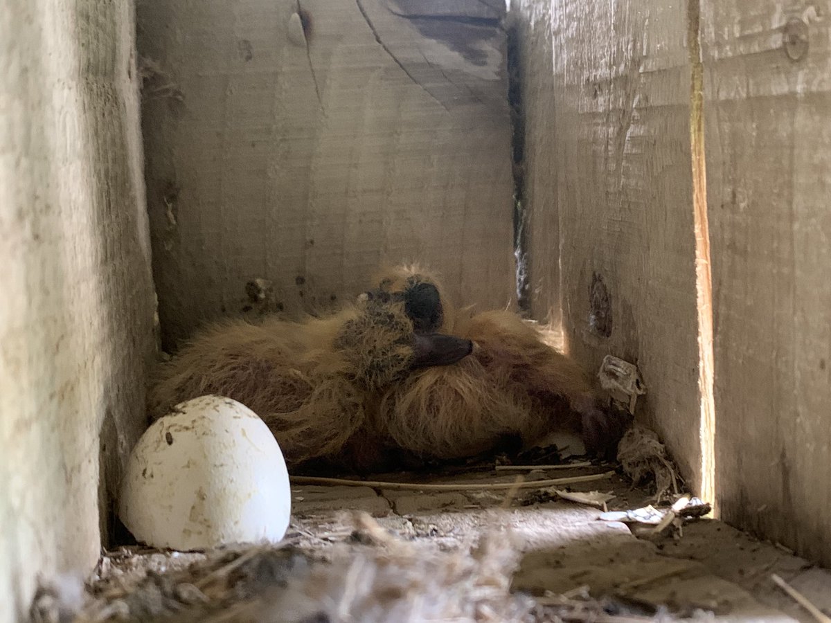 Matt Collis tweet media