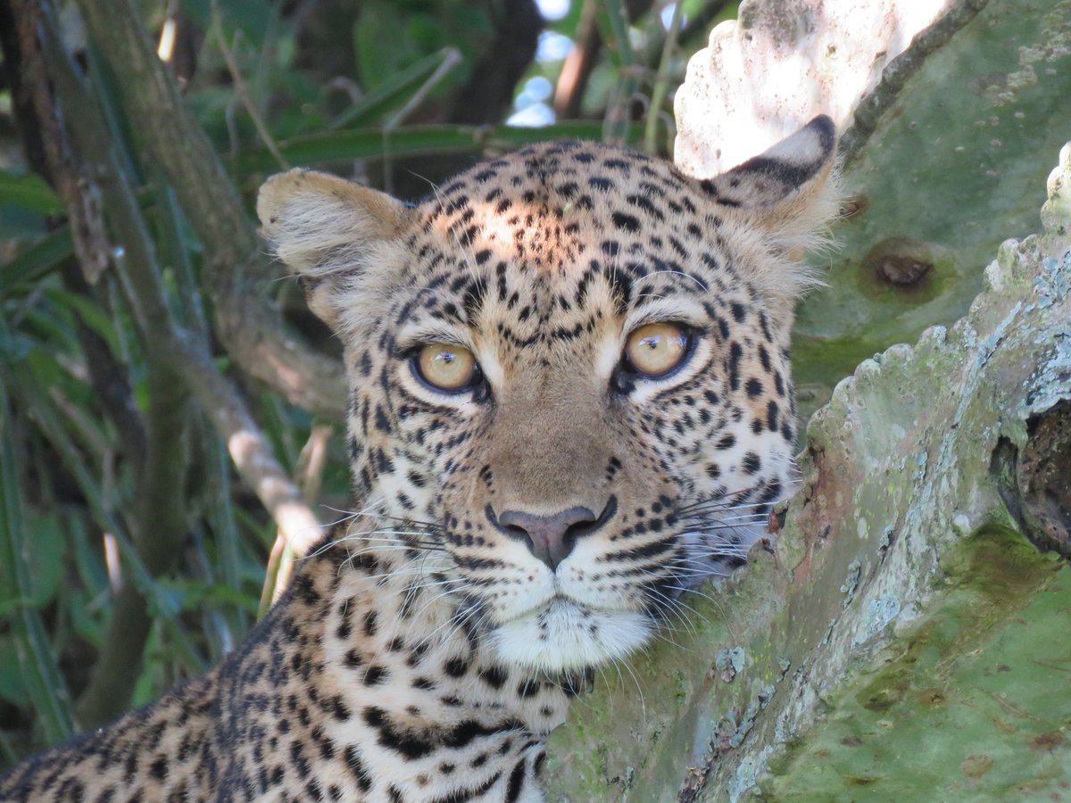 Leopards are fast felines, known for their tree-climbing abilities and powerful hunting skills. They have light coloured fur, covered by dark spots called ‘rosettes’, which help them blend into their surroundings as they stalk their prey

#uganda #ugandasafaris #leopards