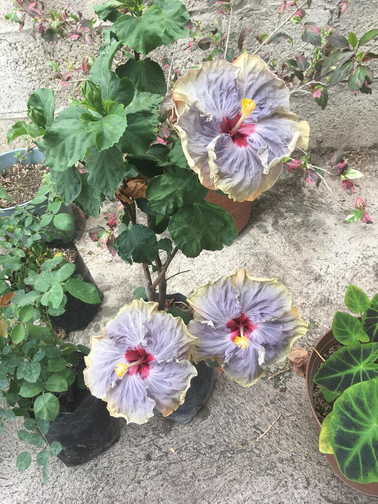 My new hibiscus. Click here to signup for awesome gardening tips: bit.ly/2SfI4n0