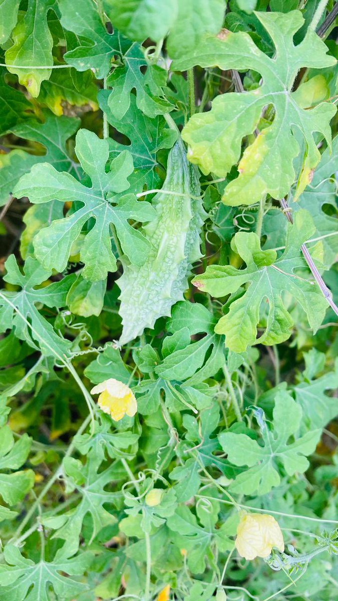 यसको अचार खाने भए हात उठाउनुस🙋🙋