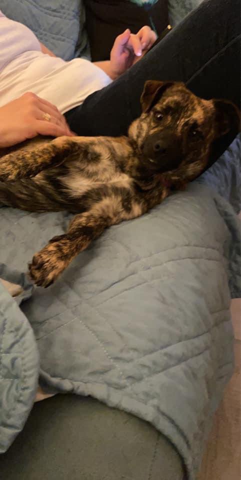 BeingFrankle's tweet photo. It’s my gotcha day anniversary! Three years with my family. #dogs #rescueddogs #gotchaday https://t.co/Eel9xtVkHx