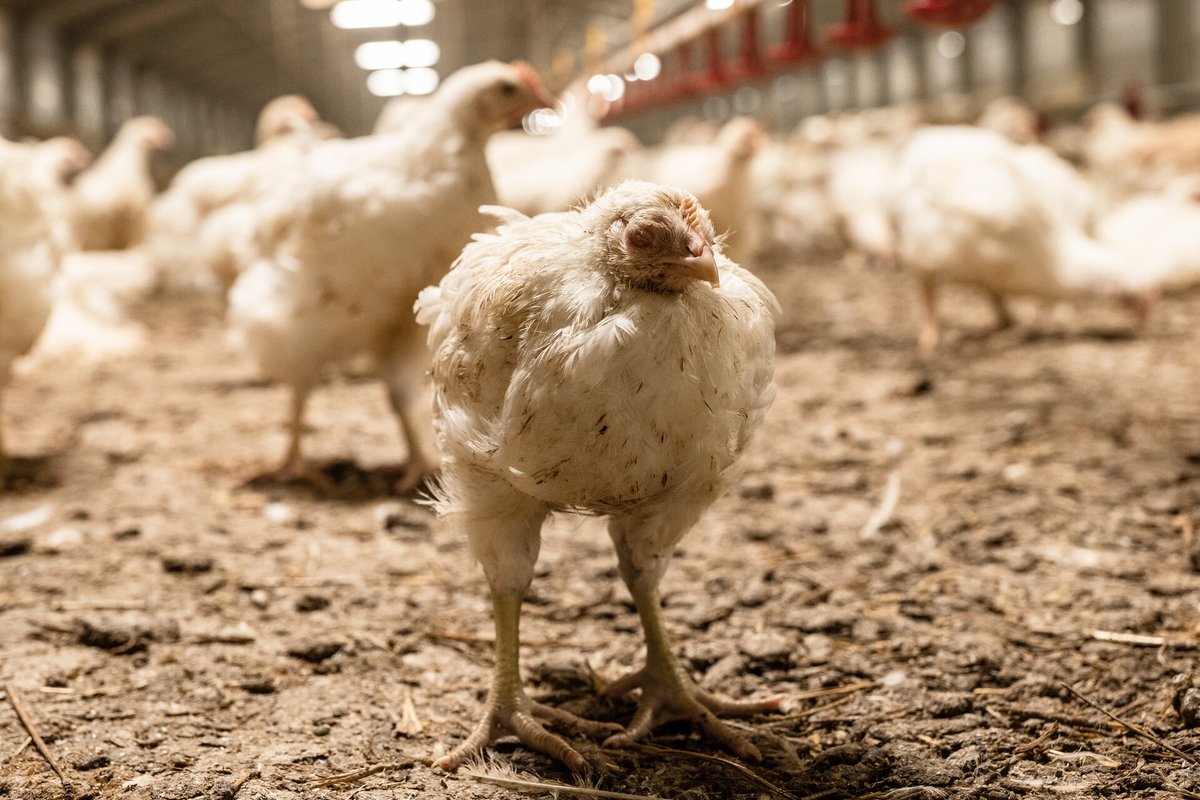 Domani Commissione Petizioni #EUdiscuterà su condizione dei polli allevati🐔

Passo necessario per meno sofferenze è fermare la selezione genetica, causa di crescita repentina e deleteria!

<a href="/ladyonorato/">Francesca Donato</a> <a href="/maxsmeriglio/">Massimiliano Smeriglio</a> sostengano petizione per fermare sfruttamento polli broiler!