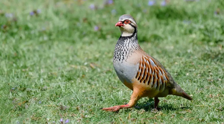 #Partridge growers and #keepers   
 
Do you have nightmares every year due to avian #influenza (#birdflu)?        

If the answer is YES, read more please........  

crescentquail.co.uk/product-detail…