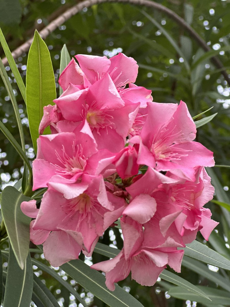 NinoshkaRios22's tweet photo. son bendiciones que te revelan mi presencia: amaneceres, flores, un pajarito, amistades, respuestas a oraciones en silencio, siempre las encontrarás en mi✨ COLOSENSES 2-2,3 Isaías 33.6 https://t.co/aJJ6YvFqWK