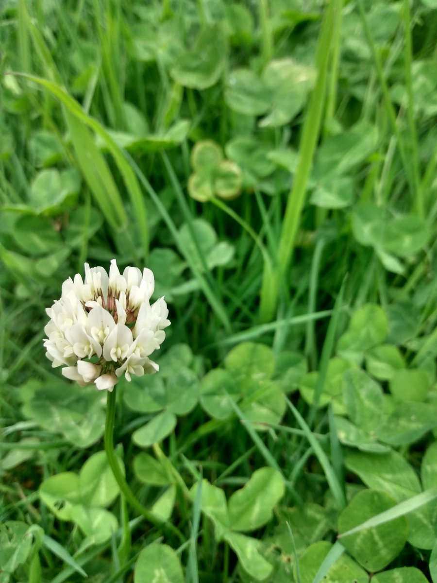 newworkjunction's tweet image. Carlow’s soil’s sublime so this Clover flower’s so fine. Zoom a little and you will see a bunch of Lilies just for thee!
