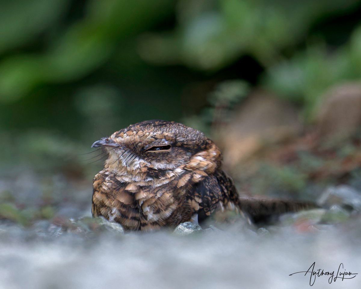 White-tailed Nightjar
Hydropsalis cayennensis
Tobago
Sony A1 - Sony 600mm

#Whitetailednighjar #nightjar #nuts_about_birds #eye_spy_birds #nature #natgeoyourshot #naturephotography #natgeo #bbcearth #sony #wildlifephotography #wildlife_perfection #wildlife #bestbirdshots #best...