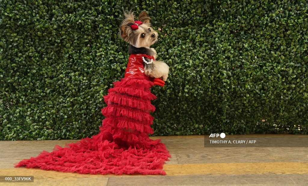 The Pet Gala” in New York City.
 📸 Timothy A. Clary #AFP