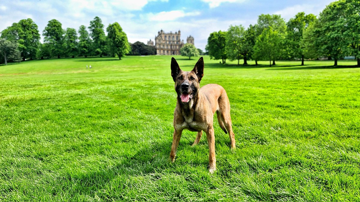 PoliceDogTrials's tweet image. #PDAmber &amp;amp; PC McMaster of @PSOSDogs were awarded two trophies: 

The City of London Trophy - Police Dog attaining the second highest mark of the Championship.

The Stanley Peck Trophy - best obedience.