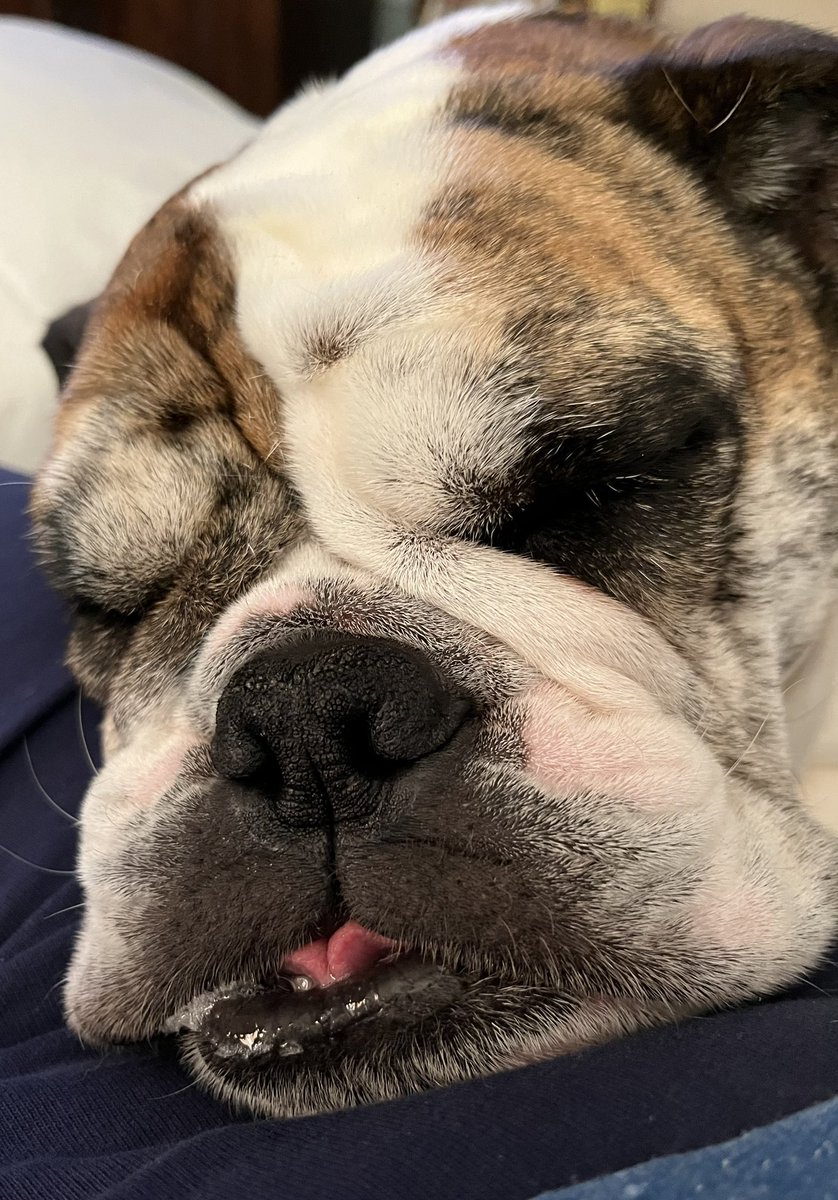 Happy #TOT 👅 #SweetPenelope #Bulldogs