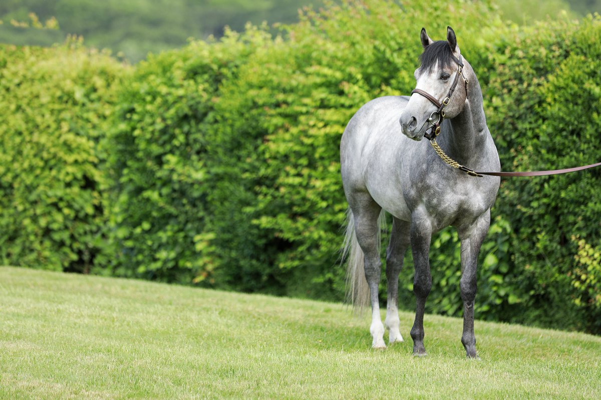 Whitsbury Manor Stud tweet media