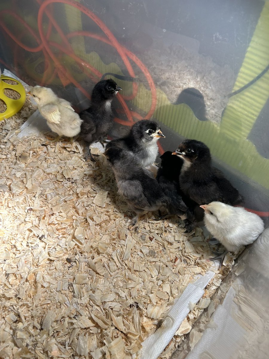 emannteaches's tweet photo. Our chicks are growing! ๐ฅฐ we have enjoyed watching the process and seeing them grow. They will be headed back to the farm this week. ๐ฅ #kinderlearning #pbl https://t.co/DzDlym0kVj