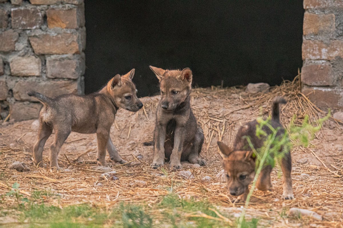 ZooPeshawar's tweet photo. The Wolf Family Just Got Bigger!
We are thrilled to announce the arrival of adorable Wolf babies at Pshwr Zoo! Witnessing the miracle of new life is always a special moment &amp; to give you a glimpse of their irresistible cuteness, We are sharing some exclusive pics of the newborns https://t.co/wwogu5uAoa