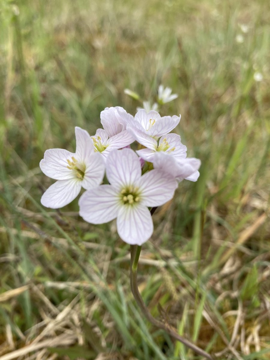 ka_munnelly's tweet photo. 1st years @stnathyscollege on a scavenger hunt around the school grounds to celebrate 'Biodiversity week' - we spotted lots of red clover, dandelions, cuckoo flower &amp; meadow buttercups to mention a few! A lovely way to spend an afternoon! @GreenSchoolsIre
#BiodiversityWeek https://t.co/IE5JWgWsj9