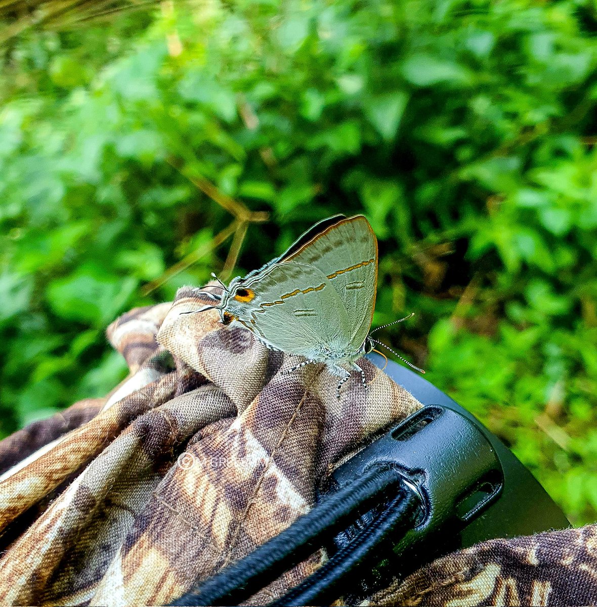 115. The Common Tit(Hypolycaena erylus) decided to perch on my Camera🤷‍♀️  Lower Siang #ArunachalPradesh #MobileClick #Titlituesday