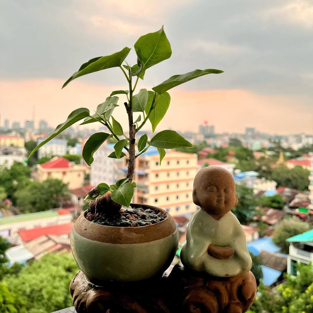 patrickboglosa's tweet photo. A #ficus #rumphii (#ficusrumphii) #bonsai. Still a work in progress and the bonsai is still at the beginning stages of its development. Special thanks to @mo_me_95 for giving me the #Buddha vase. https://t.co/M7MVq5K3l1 https://t.co/wq7MhcVuTi