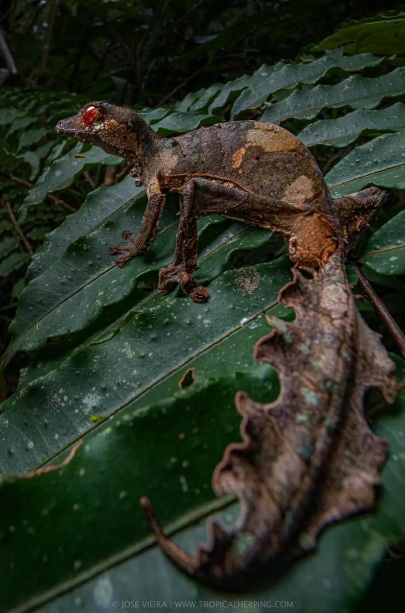 Satanic Leaf-Tailed Gecko (Uroplatus phantasticus) from Ranomafana National Park, Madagascar.
Pc: Jose Vieira