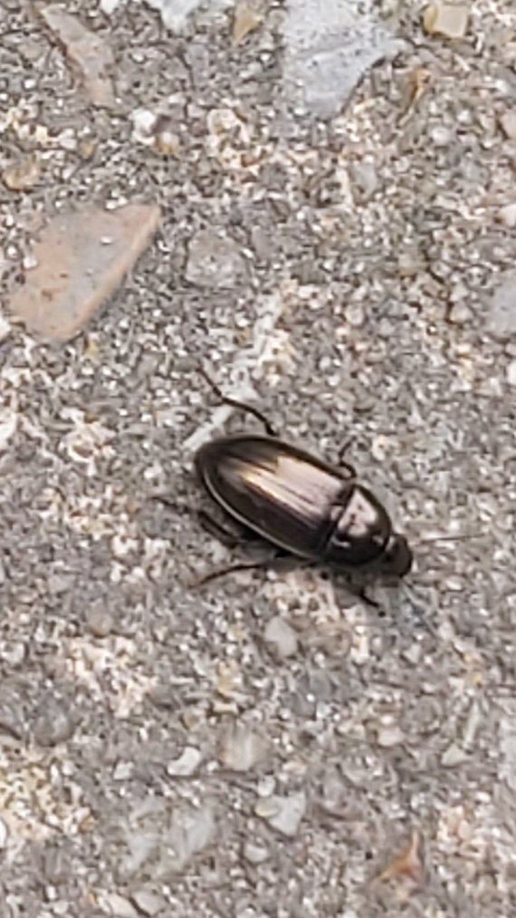 I think a Common Sun Beetle today #ILoveBugs