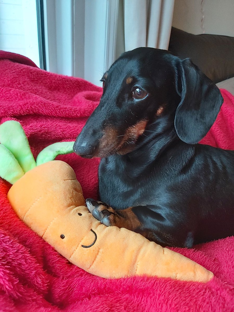 So sweet 🥰🥰
#Dachshund #Dachshunds