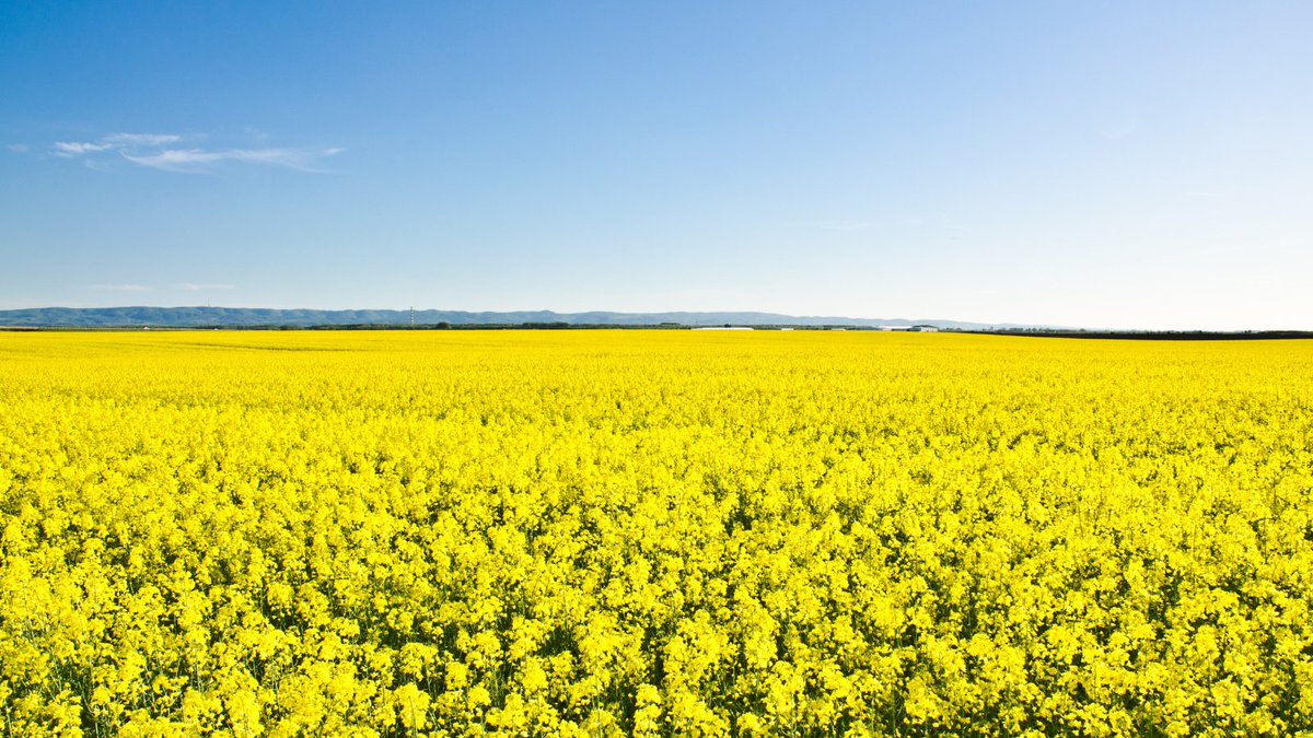 Fields may be pretty as you drive by, but they're also the livelihood of local farmers.

Please be respectful and do not trespass for 'the perfect photo'. Crops are carefully maintained and managed, and intruders can cause serious negative impact.