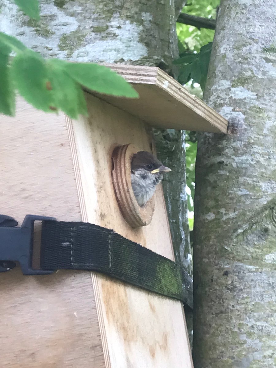 The Lost Words for Cumbria (@tlwforcumbria) on Twitter photo Soon, spuggy, soon… but not yet
Tree Sparrow #IntoTheRed
<a href="/YoloBirder/">YOLOBirder</a> @Emmas_artworks
<a href="/AmyJaneBeer/">Dr Amy-Jane Beer (now posting on Bluesky)</a> <a href="/miketoms/">Michael Toms</a> <a href="/cainscrimgeour/">Cain Scrimgeour</a> <a href="/ChrisGPackham/">Chris Packham</a> Soon, spuggy, soon… but not yet
Tree Sparrow #IntoTheRed
<a href="/YoloBirder/">YOLOBirder</a> @Emmas_artworks
<a href="/AmyJaneBeer/">Dr Amy-Jane Beer (now posting on Bluesky)</a> <a href="/miketoms/">Michael Toms</a> <a href="/cainscrimgeour/">Cain Scrimgeour</a> <a href="/ChrisGPackham/">Chris Packham</a>