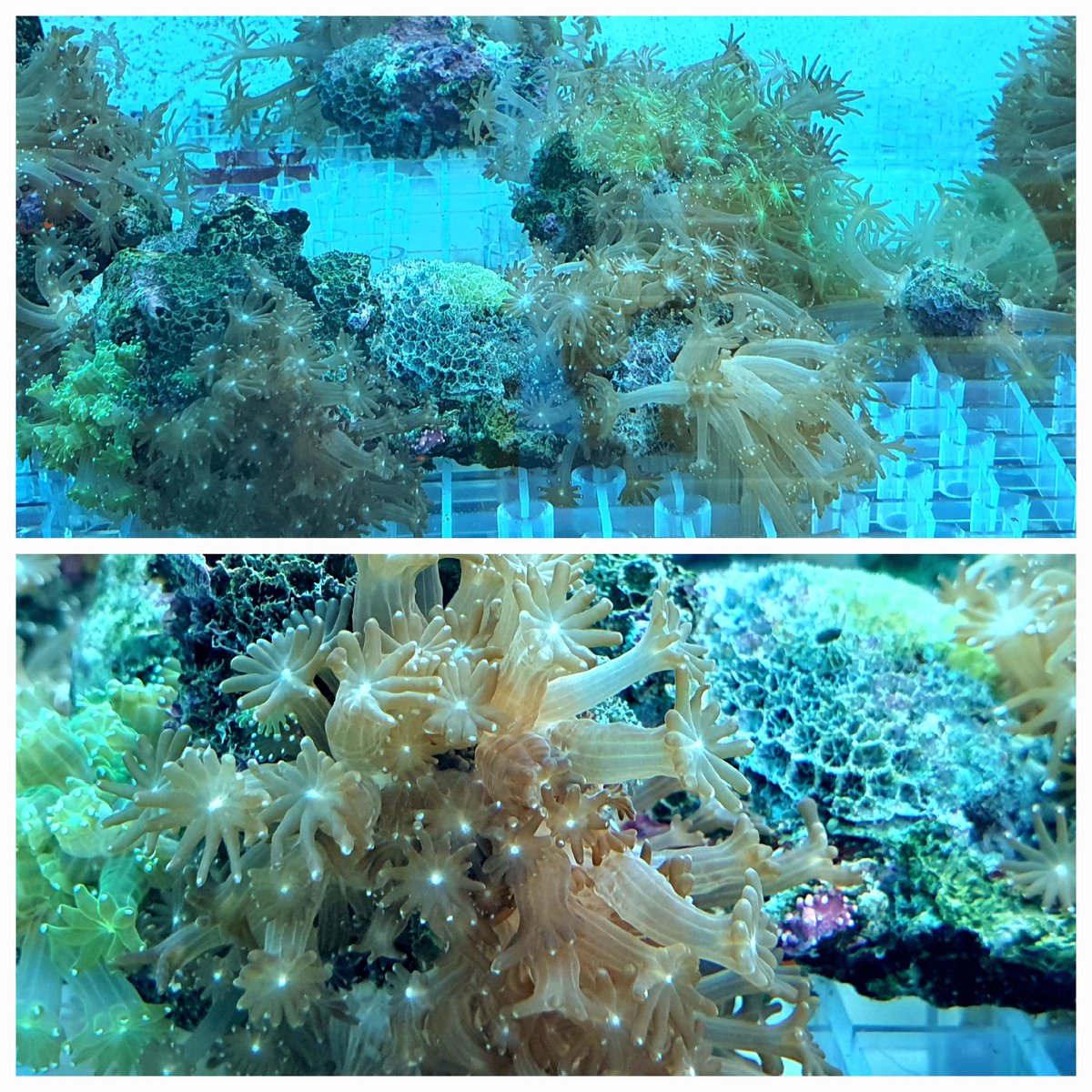 #aquaculture #experiment #marinelife #research #reefaquarium #coral #reeftank #underwaterlife #seastar #starfish  #coralbleaching #tropicalization #biodiversity #saveocean #marinebiologist #ecology 
#KIOST Marine Research Center #Jeju