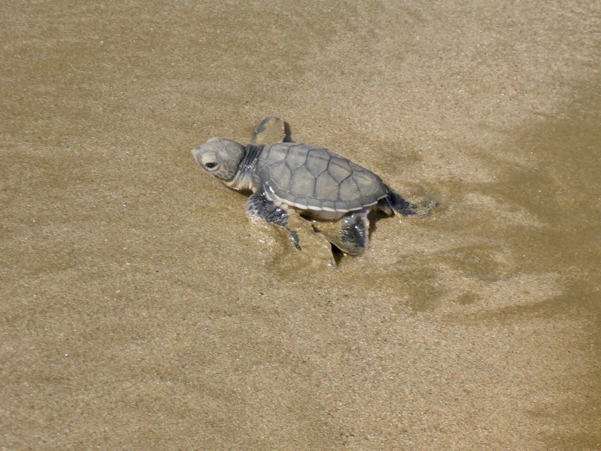 BirgitLamm's tweet photo. Happy #WorldTurtleDay2023 everybody! Keep coast lines and the ocean clean so that we can enjoy these amazing creatures also in the future! #sandspit #karachi is one of the unique places where turtles nest. https://t.co/FxFbf50nKq