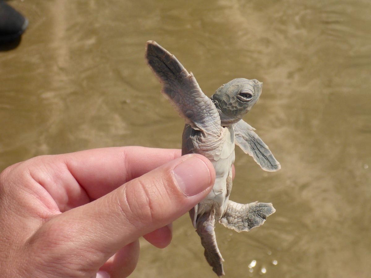 BirgitLamm's tweet photo. Happy #WorldTurtleDay2023 everybody! Keep coast lines and the ocean clean so that we can enjoy these amazing creatures also in the future! #sandspit #karachi is one of the unique places where turtles nest. https://t.co/FxFbf50nKq