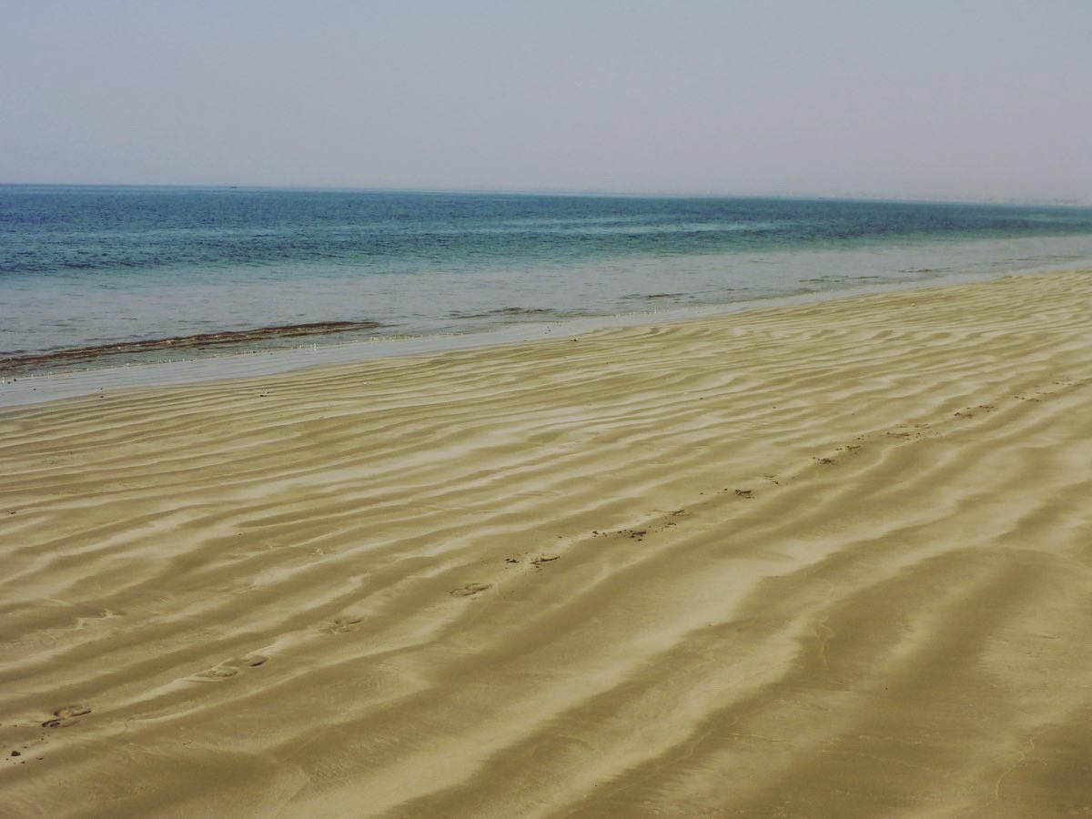 BirgitLamm's tweet photo. Happy #WorldTurtleDay2023 everybody! Keep coast lines and the ocean clean so that we can enjoy these amazing creatures also in the future! #sandspit #karachi is one of the unique places where turtles nest. https://t.co/FxFbf50nKq