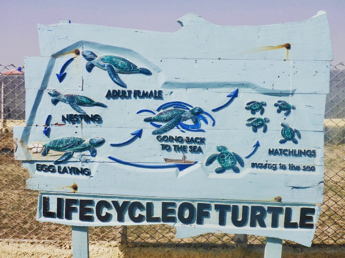 BirgitLamm's tweet photo. Happy #WorldTurtleDay2023 everybody! Keep coast lines and the ocean clean so that we can enjoy these amazing creatures also in the future! #sandspit #karachi is one of the unique places where turtles nest. https://t.co/FxFbf50nKq