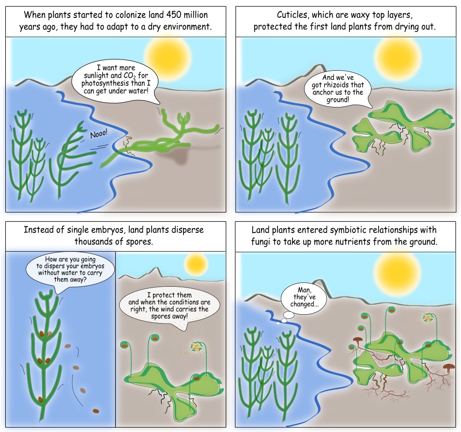 Plants are blooming in the height of spring! It’s easy to forget that it took a long time for them to evolve from freshwater algae. And that they were not as flamboyant when they first developed traits to thrive on land. Here is a little reminder #plantevolution #sciencecomic