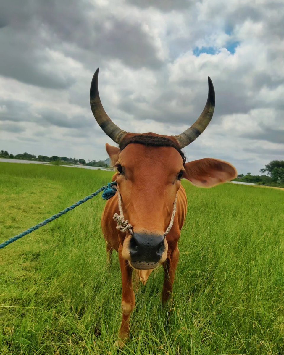 Ready to lock the horns! 
.
.
#shotononeplus
#CaptureBeyondBoundaries #oneplus8t 

.
.
 #oneplusphotography #oneplusshot #shotononeplus #mobilephotography @oneplus @OnePlus_IN