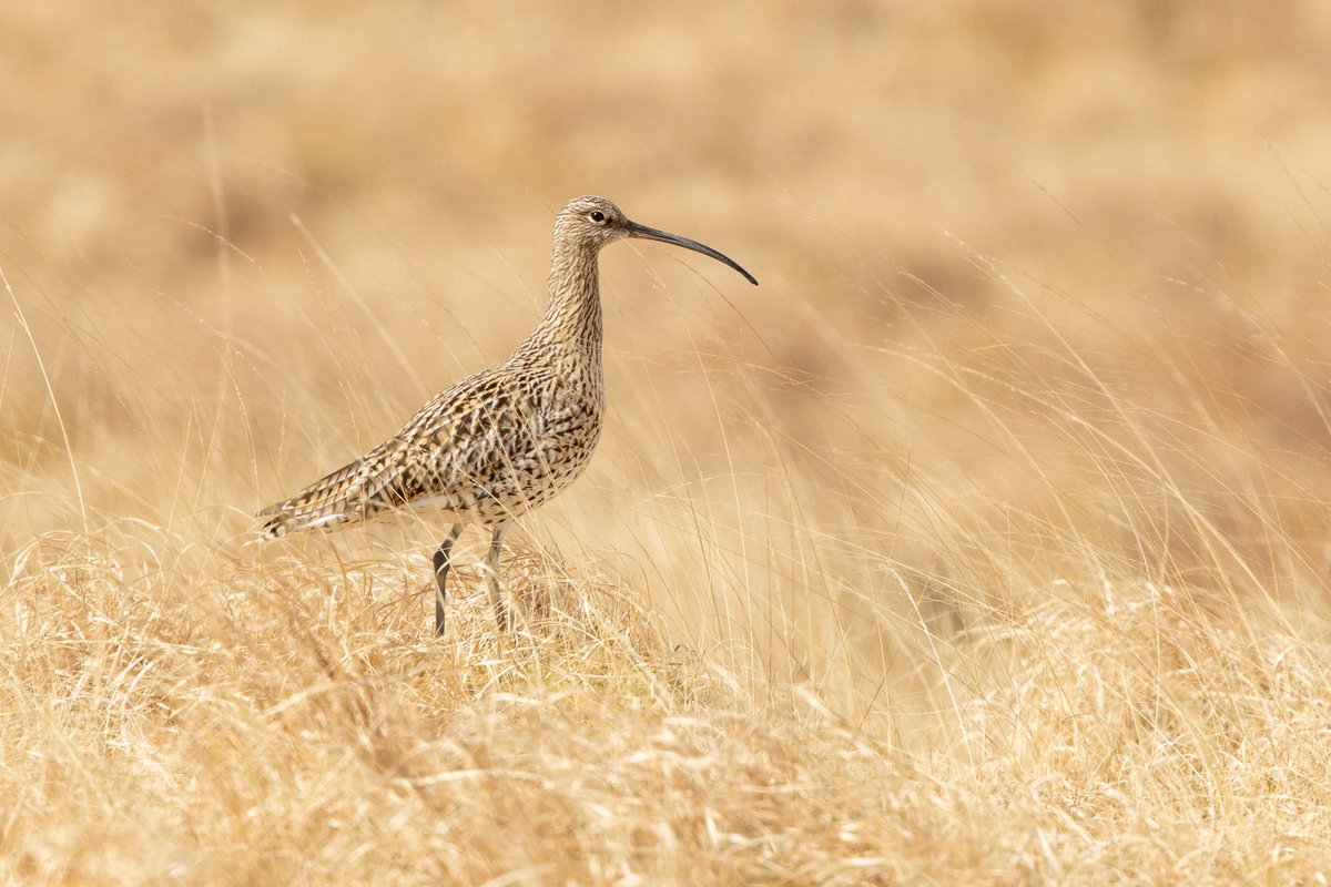 It's a curlew's life! Take a look at this live nestcam footage of one of our curlews on a nest. Warning: it can become addictive. youtube.com/playlist?list=…