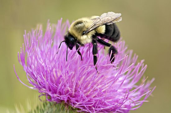 HTNotEasy's tweet image. Whoever named bumblebees went OFF.

This dude BUMBLES