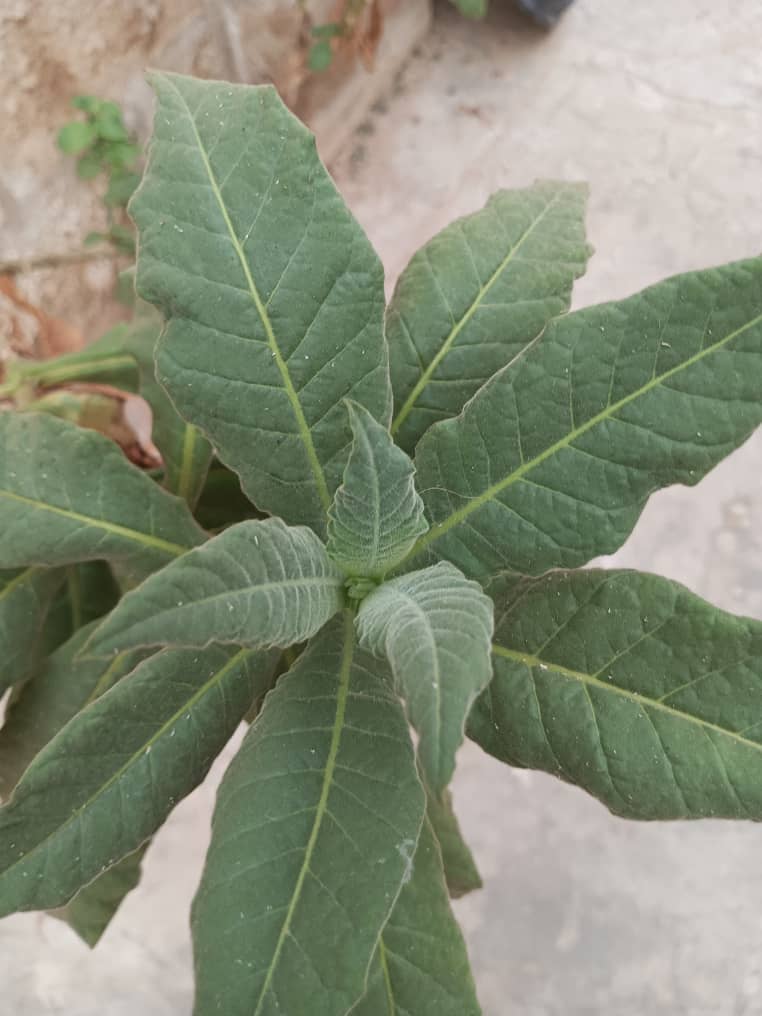PharmDebola's tweet photo. Tobacco leaf(Ewe Tábà)with botanical name  Nicotiana tabacum is an annual herb of tropical origin that has been used medicinal for centuries. Fresh leaves are used 2 help relieve headaches &amp; also placed externally over boils and wounds. Dried leaves are used to help with sores... https://t.co/Xouq5GR0Jn