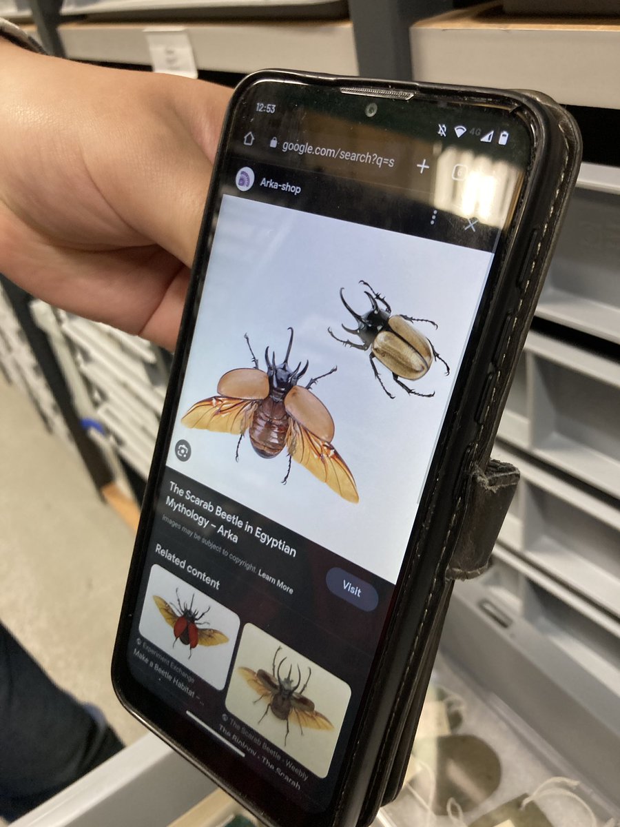 Ashley Cooke 𓀁 (@egyptcurator) on Twitter photo Entomology placement students <a href="/World_Museum/">World Museum 🌎</a> visiting the antiquities storerooms today & teaching me a lot about flying scarab beetles 🪲🪲🪲🪲🪲 Entomology placement students <a href="/World_Museum/">World Museum 🌎</a> visiting the antiquities storerooms today & teaching me a lot about flying scarab beetles 🪲🪲🪲🪲🪲