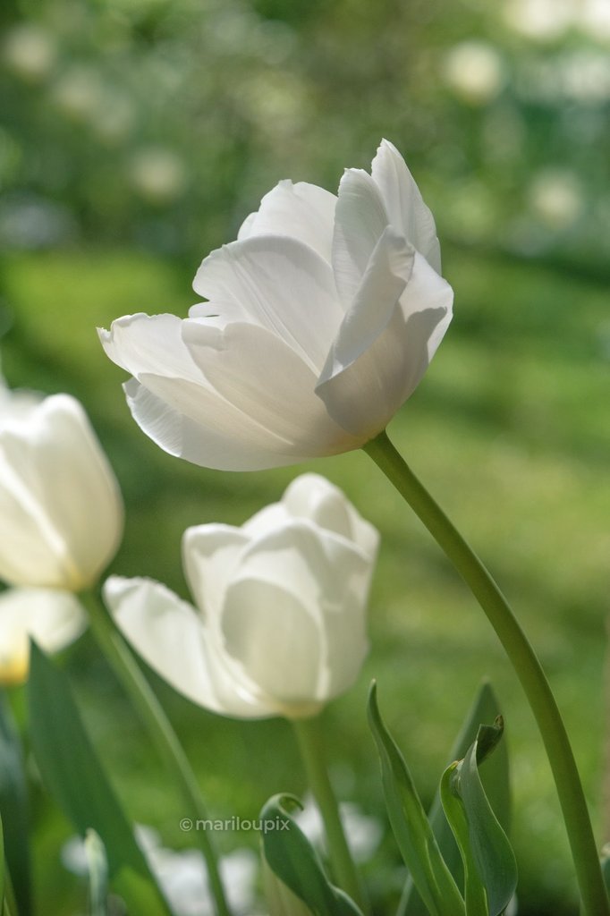 It's #TulipTuesday! 🌷🤍Enjoy the day!🤍🌷#ThePhotoHour #day141of365 #tulips #flowerphotography #NaturePhotography #FlowersOfTwitter #PhotographyIsArt #Nikon