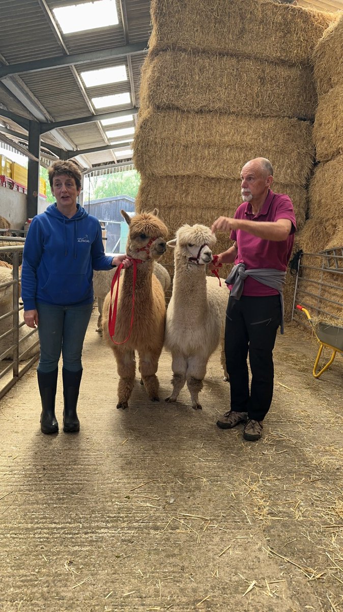 MissAKhan_'s tweet photo. We absolutely loved the alpacas. We met Paddington, Romeo, Felix and we even tried renaming Otto to Noodles! Only right since his long fur looked like noodles🍜 Thank you Wood End Alpaca Farm for a lovely day, children thoroughly enjoyed it.@CountryTrust @WestminsterBD3 https://t.co/pujeLT6ikF