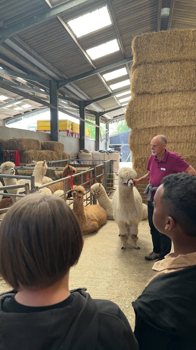 MissAKhan_'s tweet photo. We absolutely loved the alpacas. We met Paddington, Romeo, Felix and we even tried renaming Otto to Noodles! Only right since his long fur looked like noodles🍜 Thank you Wood End Alpaca Farm for a lovely day, children thoroughly enjoyed it.@CountryTrust @WestminsterBD3 https://t.co/pujeLT6ikF