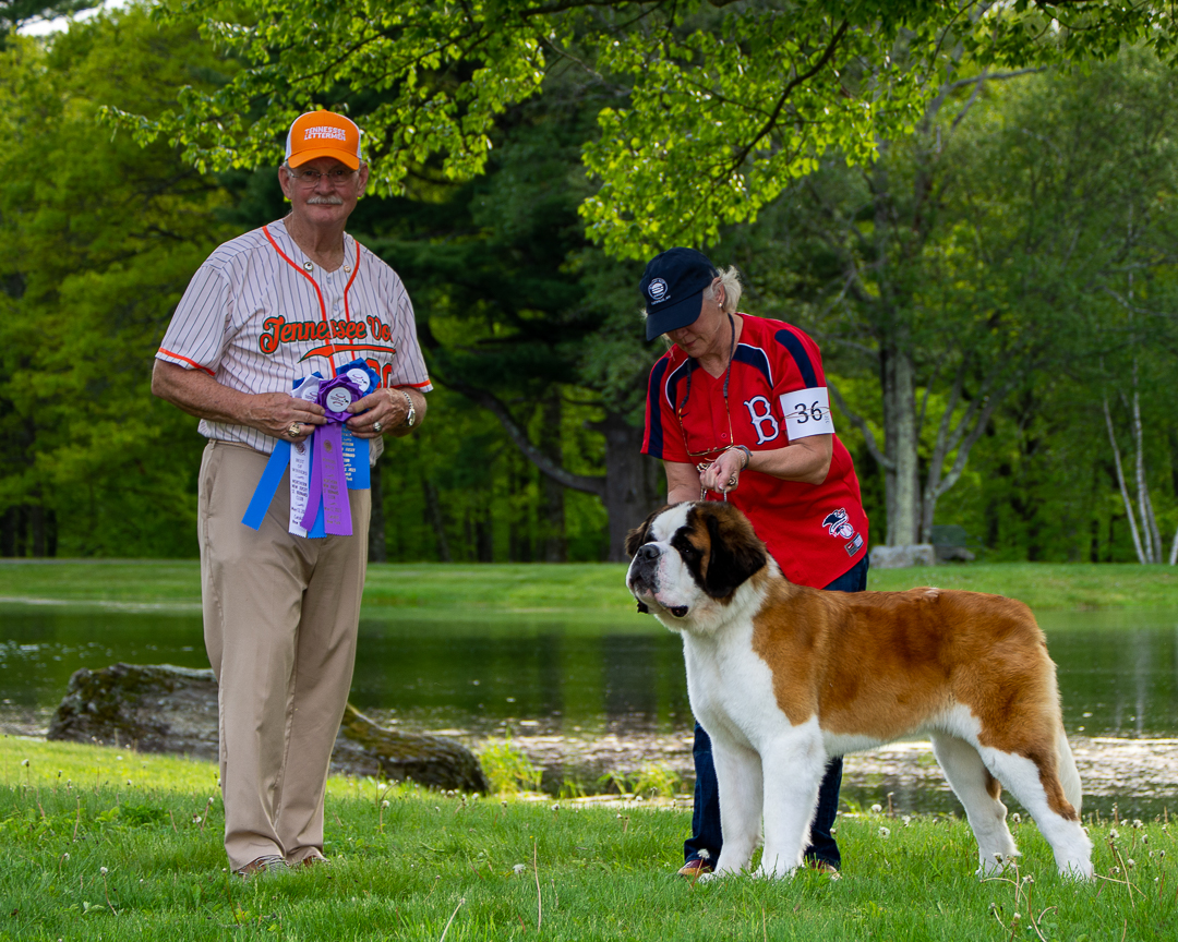 KathodeRay's tweet image. Photographer Nancy Nosiglia put a 5 point Major Win on Beric’s Reminds Me Of – Call Name Amelia – at the 8th Annual North East Grand Slam Saint Bernard Specialty Cluster. Congrats to Nancy &amp;amp; husband Mark (our executive vice president) and of course, to Amelia!

#wearekathoderay