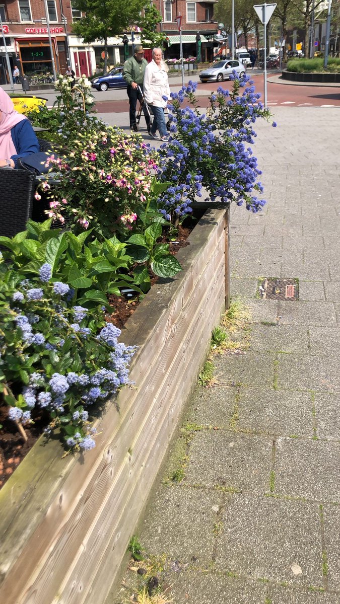 Onderneemster Almina heeft nieuwe beplanting aangebracht op haar terras 🌸🌿🌺

Het geeft een prachtig resultaat waar je echt blij van wordt! Wat vinden jullie van de vrolijke bloemen en planten? 😁