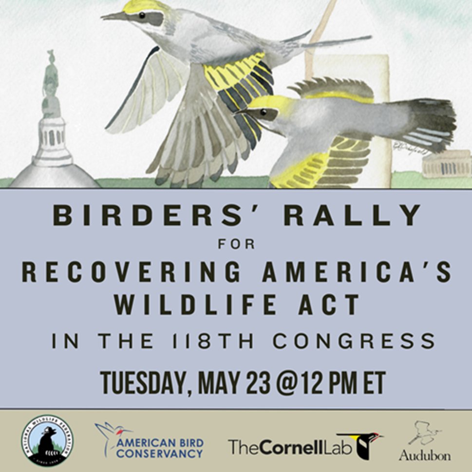 It's time to mobilize—Recovering America’s Wildlife Act (RAWA) is once-in-a-generation, bipartisan legislation critical to reversing the declines of birds &amp; other wildlife. Join us for a virtual birders’ rally in support of RAWA today at 12pm ET. Register: bit.ly/42LQ957