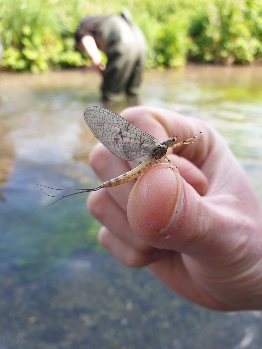Ephemera Danica are hatching on the Itchen! The Green drake mayfly is the largest and most well-known of our British up-winged flies. We’ll be keeping an eye out for more when we’re out and about.
#EphemeraDanica #Mayfly #FreshwaterLife